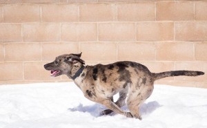 Our local pound begged us to pull Lainey. We have tried desperately to find her a suitable foster family. We've only had people who are not equipped to handle a working dog step up. Lainey is unsure and needs confidence. With me she is a wonderful dog, but she has a strong prey drive and has attacked my cat. I also have two high needs, previously abused dogs, and unfortunately, they do not like lainey. They've started fighting, seemingly unprovoked, and yesterday, both had to be rushed to the vet for emergency surgery due to attacking each other (Lainey was not involved, but my dogs have only started fighting since she's been around). She is set to be euthanized tomorrow unless we can figure something out. She is up to date on her vaccines... just finished a heat cycle (she'd have been spayed by now otherwise) and is extremely loveable, affectionate, and intelligent. We're out of options. If there is anyone out there that understands the requirements of catahoula's and can take her on and train her for what she was bred for.