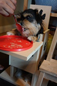 Tonnie unfortunately has a condition called mega esophagus, it causes food to sit in her esophagus and not move into her stomach for hours. She needs a special home who is willing to work with her special feeding needs. She needs to be fed upright and sit for about 15-20 min after so gravity can help push the food along. She is a VERY sweet girl!:)